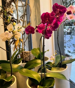 Orquídeas PhalaenopsiS - La Gracia