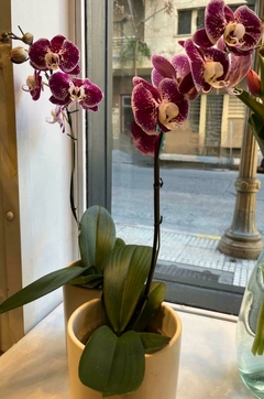Orquídeas PhalaenopsiS - tienda online