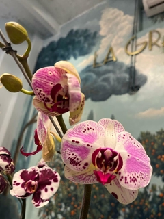 Orquídeas PhalaenopsiS - comprar online