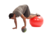 Pelota Balón Fisiológico 85 Cm Esferodinamia Fit Ball Reforzado - comprar online
