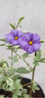 Lycianthes Rantonnetii -Solano Azul Variegata - comprar online