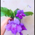 Muda Violeta (streptocarpus) / Planta Rara E Extinta - comprar online