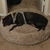 Cama Donut Pet