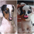 Chaveiro de feltro personalizado - Cachorrinho (Pets) na internet