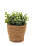 Macetas decorativas con plantas artificiales (mcc7050)