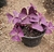 Oxalis triangularis (chico)