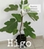 Higo negro chico (árbol)