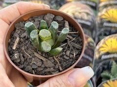 Haworthia truncata maughanii