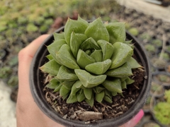 Haworthia cuspidata - pote 11