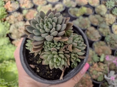 Sinocrassula densirosulata - pote 11