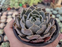 Echeveria shaviana alcachofra - pote 11