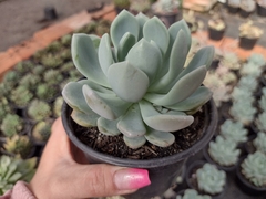 Pachyveria scheideckeri - pote 11