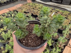 Crassula perforata - pote 11