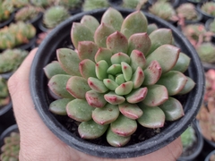 Echeveria bashful - pote 11