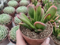 Crassula ovata hobbit - pote 9