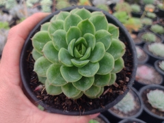 Echeveria Lime chile