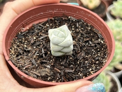 CRASSULA DECEPTOR