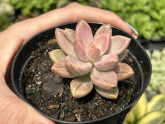 SEDUM BRONZE VARIEGATA PT 09