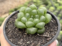 Haworthia cooperi picturata - pote 11