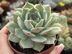 Echeveria Pink Tips PT 09