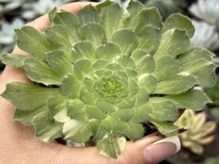 AEONIUM TABULEFORME VARIEGATA