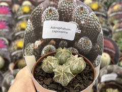 Astrophytum capricorne pt 08