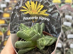 Falcaria Tigrina - pt 08