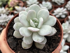 Echeveria Laui - pote 11