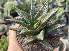 Haworthia fairy washboard