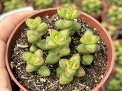 CRASSULA MONTICOLA