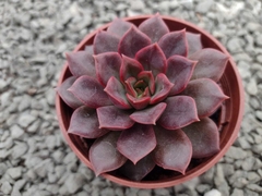 Echeveria mina fosca - pote 09