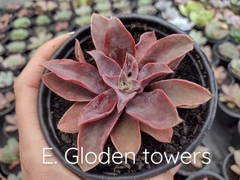 Echeveria Golden towers - pote 11