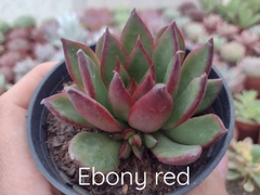 Ebony Red - pote 09