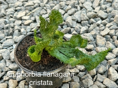 Euphorbia flanaganii cristata pote 11