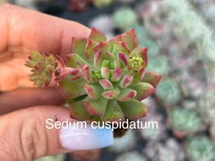 Plug Sedum Cuspidatum