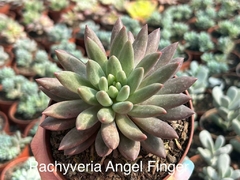 Pachyveria Angel Finger