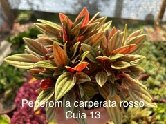 Peperomia Carperata rosso