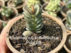 Adromischus Subdistichus