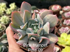 Echeveria pink trumpet - pote 09