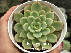 Echeveria Love Fire - pote 09