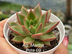 Agavoide Martha - pote 09