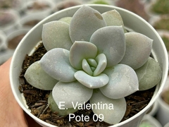 ECHEVERIA VALENTINA