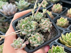 Echeveria prolífica - comprar online