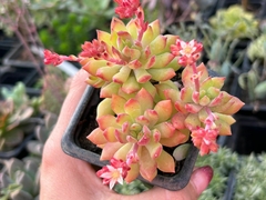 Sedum cuspidatum - comprar online