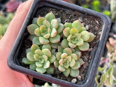 ECHEVERIA MEBINA