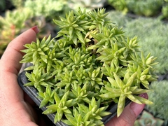 SEDUM LINEARE