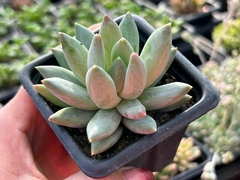 Pachyphytum hookeri - comprar online