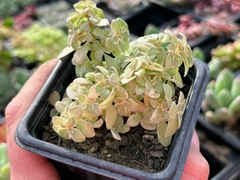 SEDUM BRILHANTINA VARIEGATA