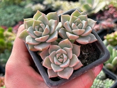 GRAPTOVERIA TITUBANS