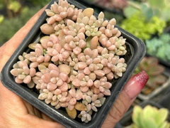 SEDUM MIRINAE